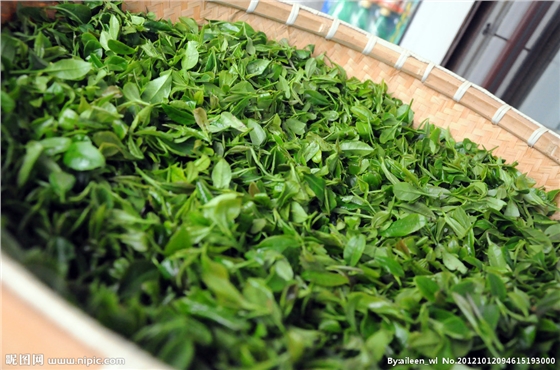 茶葉減農殘，施肥要微補控氮