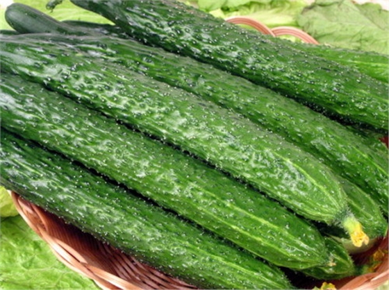 #微肥課堂#黃瓜味苦，天氣or肥料，到底誰(shuí)之過(guò)？