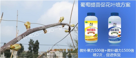 獼猴桃萌芽期如何施肥，才能促進(jìn)萌芽齊、萌芽壯？