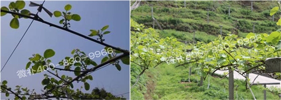 獼猴桃萌芽期如何施肥，才能促進(jìn)萌芽齊、萌芽壯？