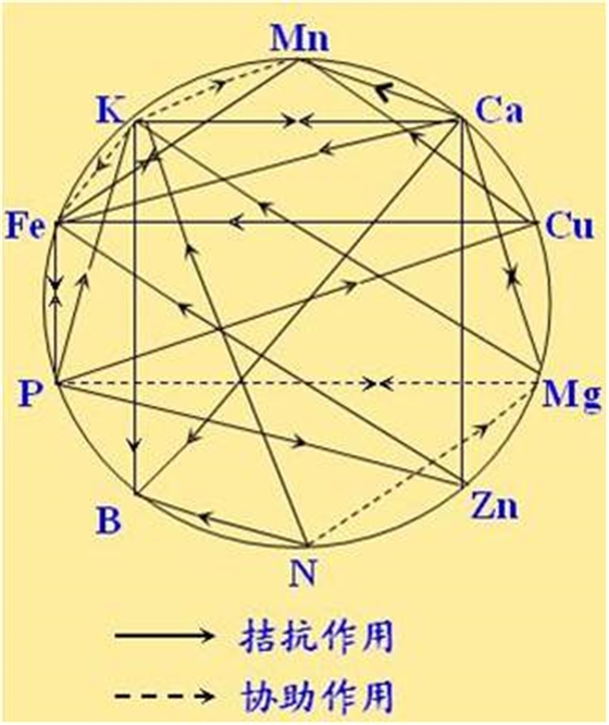 原料型鉀肥和鎂肥為什么會(huì )發(fā)生拮抗？