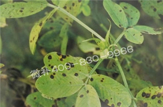 花生缺鉀與花生葉斑病有什么區別？