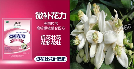 蜜柚促花壯花除了補磷還需要補硼鋅？