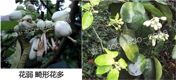 蜜柚促花壯花除了補磷還需要補硼鋅？