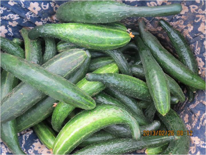 #微肥課堂#黃瓜味苦，天氣or肥料，到底誰(shuí)之過(guò)？