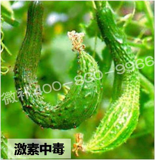 #微肥課堂#葉面肥含激素好嗎？