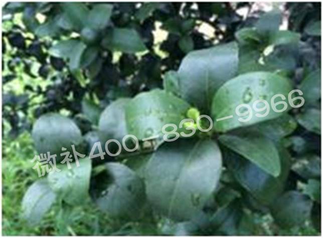 柑橘春梢弱，難抽發(fā)，到底是什么原因？