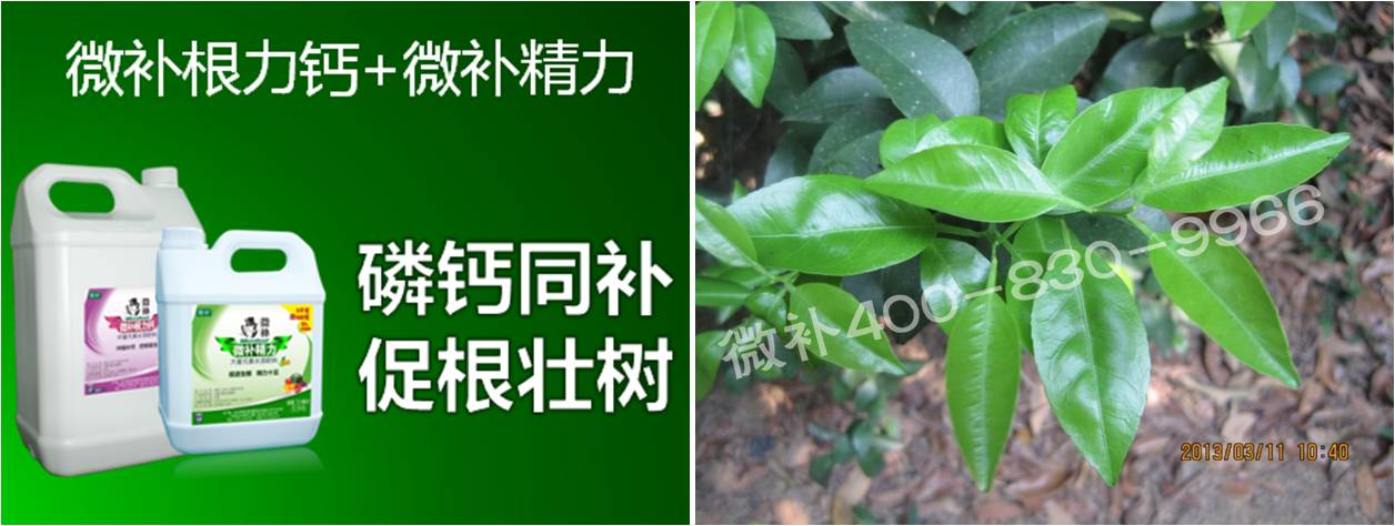 柑橘春梢弱，難抽發(fā)，到底是什么原因？