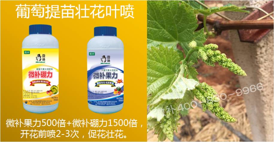葡萄萌芽期如何預防倒春寒？