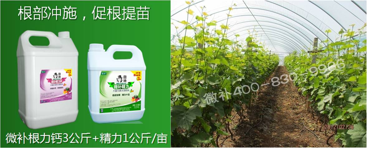 葡萄萌芽期如何預防倒春寒？