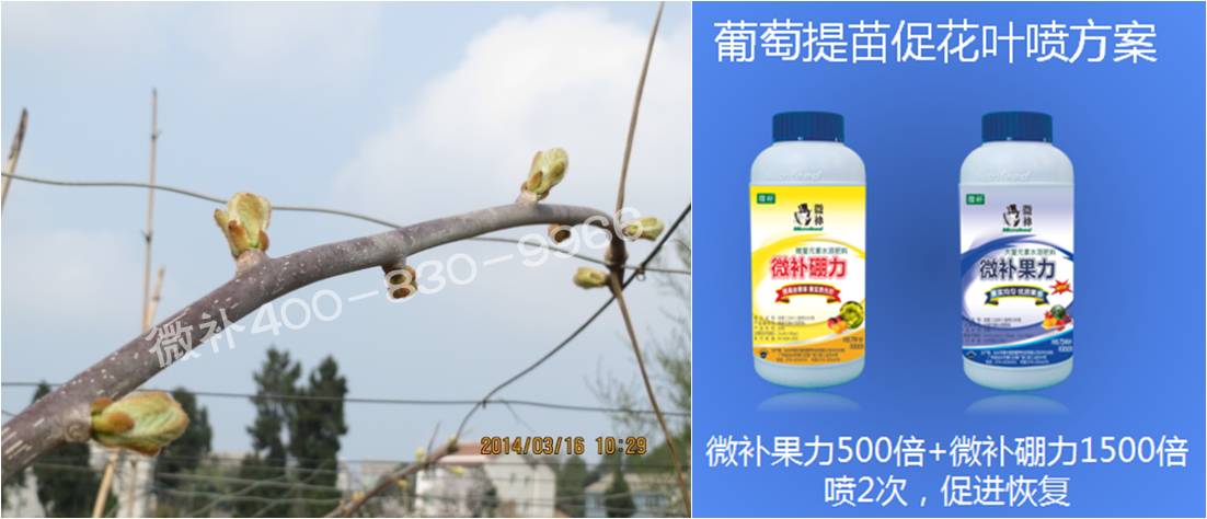 獼猴桃萌芽期如何施肥，才能促進(jìn)萌芽齊、萌芽壯？