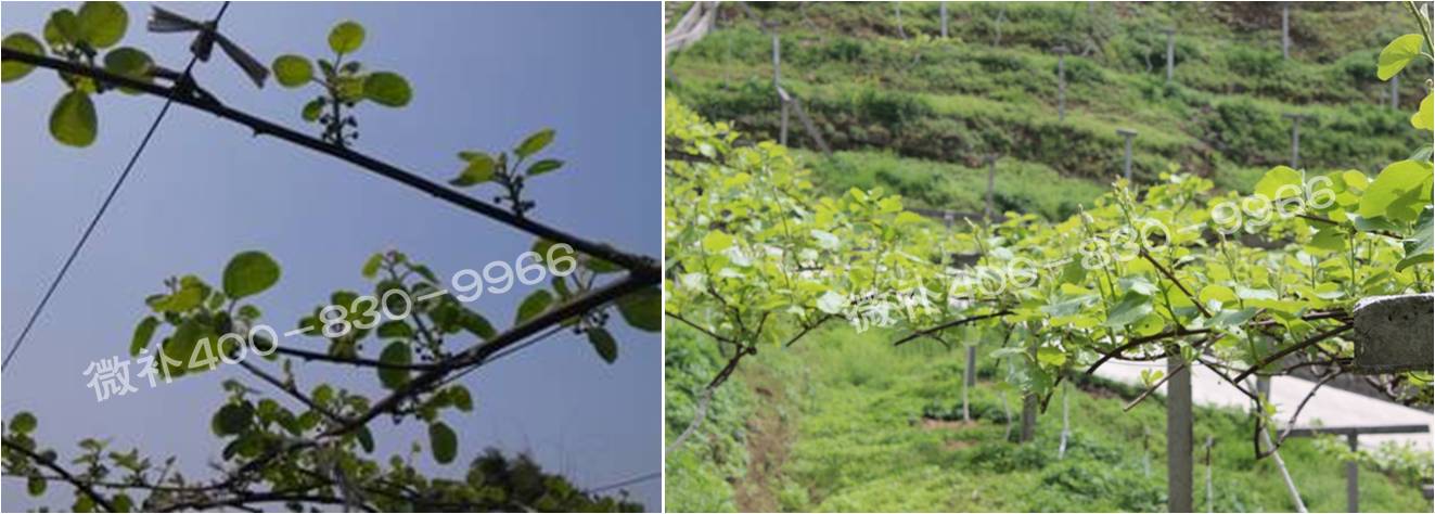 獼猴桃萌芽期如何施肥，才能促進(jìn)萌芽齊、萌芽壯？