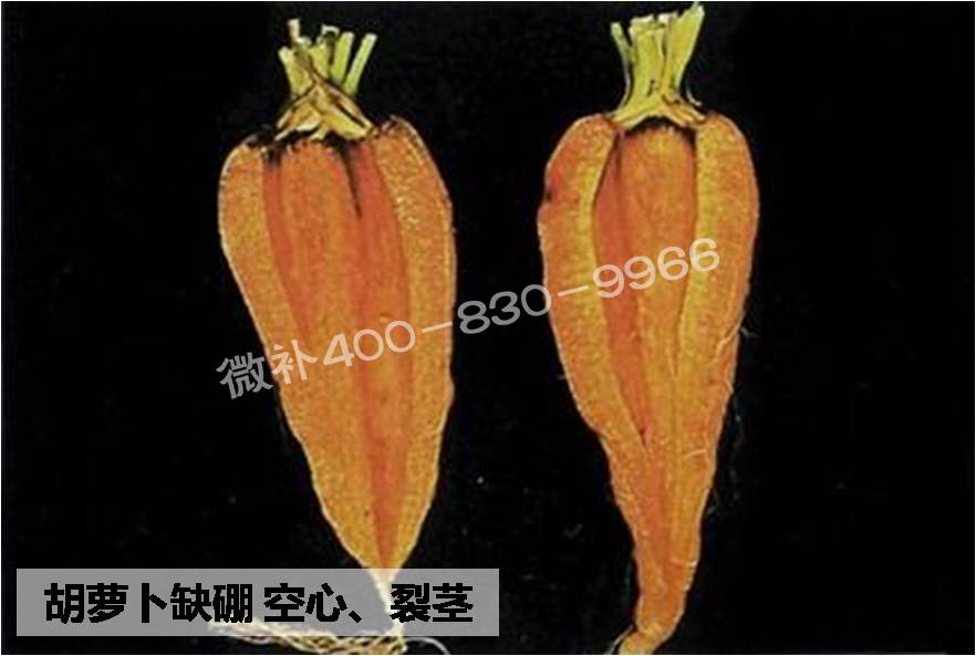 大田作物缺硼，就用高生物活性海藻液體硼，補硼更有效！