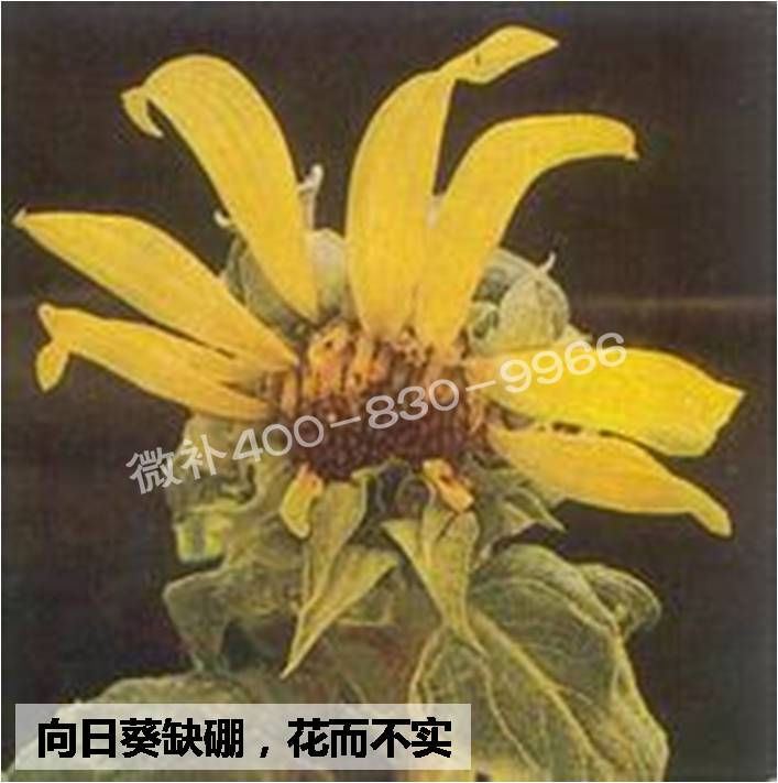 大田作物缺硼，就用高生物活性海藻液體硼，補硼更有效！