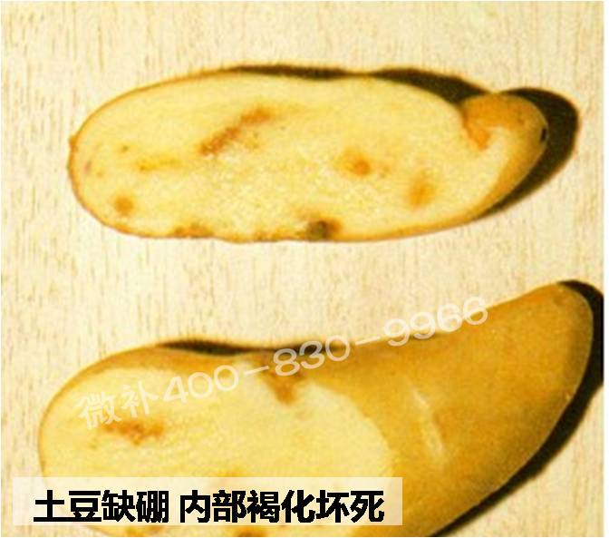 大田作物缺硼，就用高生物活性海藻液體硼，補硼更有效！