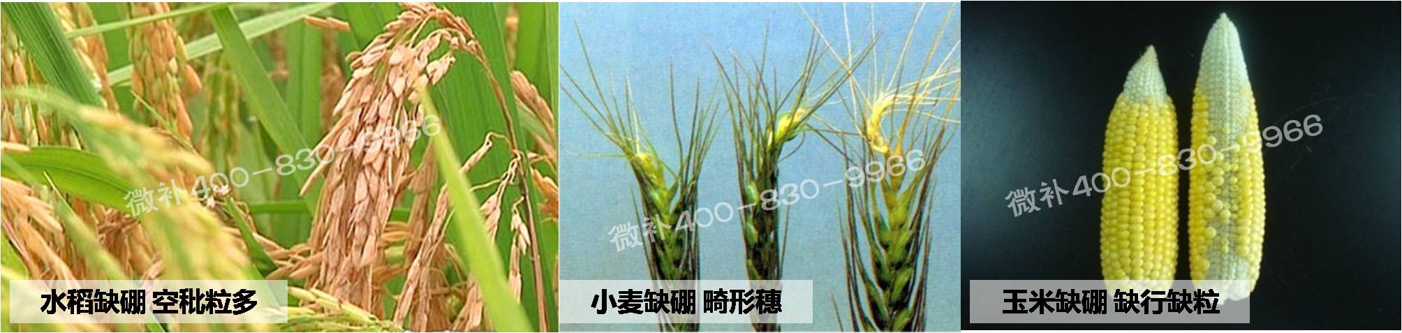 大田作物缺硼，就用高生物活性海藻液體硼，補硼更有效！