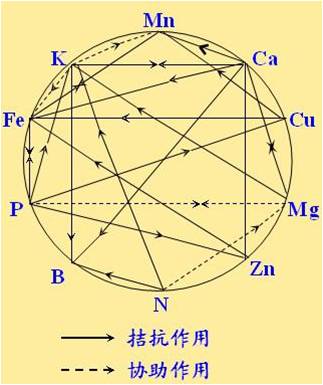 原料型鉀肥和鎂肥為什么會(huì )發(fā)生拮抗？