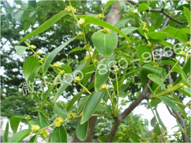 冬棗萌芽后黃葉是缺鐵嗎？