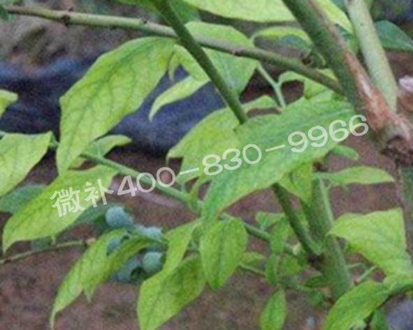 藍莓黃葉是缺素還是病害？