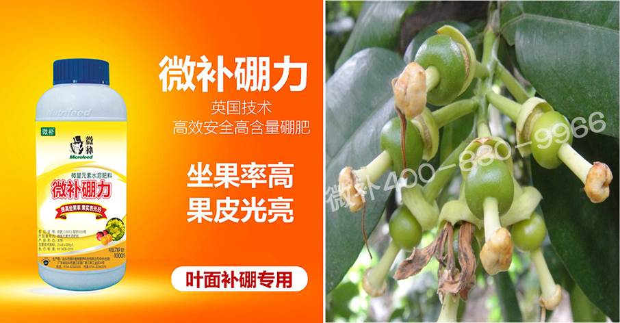 蜜柚促花壯花除了補磷還需要補硼鋅？