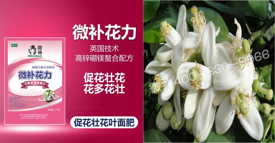 蜜柚促花壯花除了補磷還需要補硼鋅？