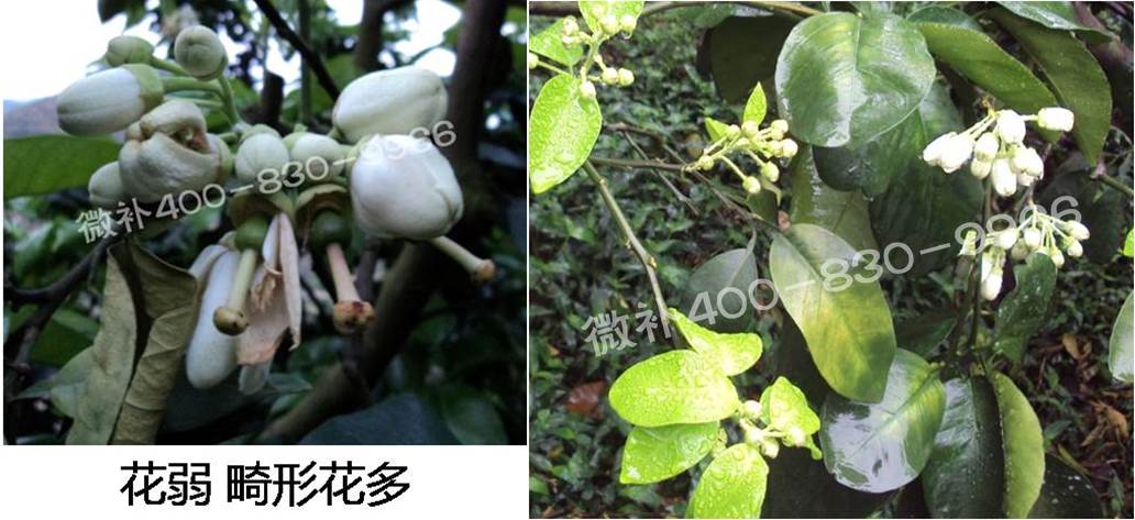 蜜柚促花壯花除了補磷還需要補硼鋅？