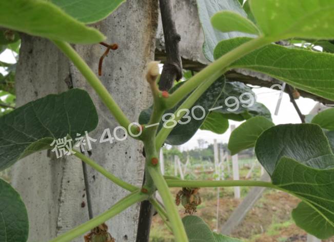 獼猴桃缺鈣對抽梢開(kāi)花有什么影響？