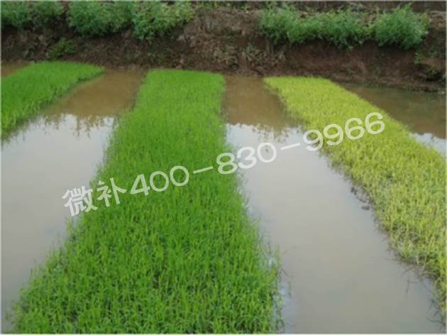 水稻黃秧、爛秧怎么辦？