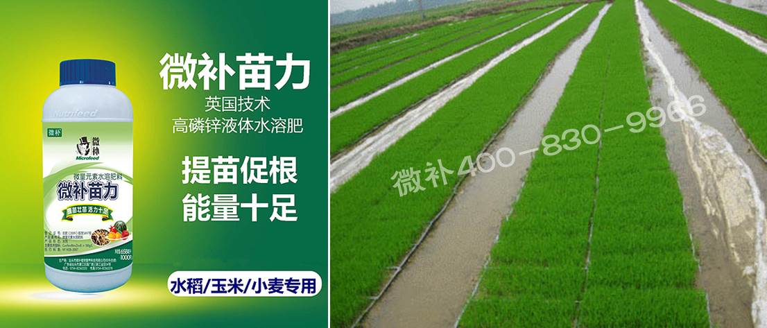 水稻黃秧、爛秧怎么辦？