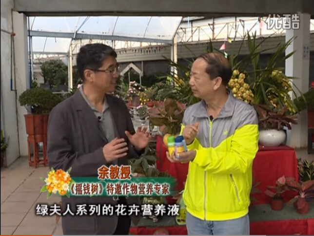20160111珠江臺搖錢(qián)樹(shù)：家庭盆栽花卉黃葉又難養？用綠夫人，枝繁葉茂、花多花艷