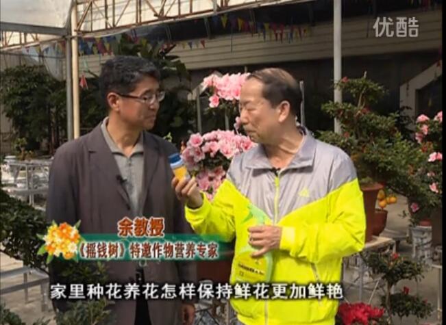 20160118珠江臺搖錢(qián)樹(shù)：家庭花卉用綠夫人600度鮮花營(yíng)養液，花開(kāi)鮮艷、花期長(cháng)