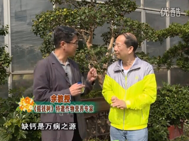 20160125珠江臺搖錢(qián)樹(shù)：家庭盆栽花卉?chē)娋G夫人160度補鈣抗病液，長(cháng)勢精神、抗病好