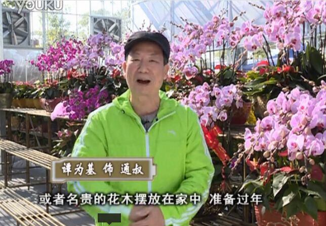 20160201珠江臺搖錢(qián)樹(shù)：新春家養花卉、盆栽，如何養護葉子、鮮花、果子保鮮更長(cháng)？