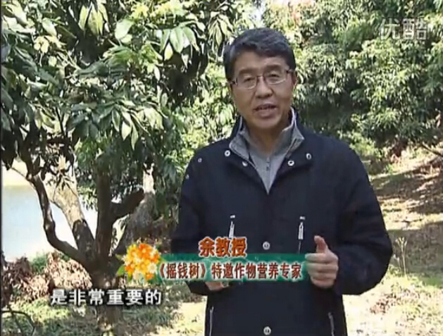 20160215珠江臺搖錢(qián)樹(shù)：名貴花木盆景，用綠夫人系列保葉、花靚、又抗病