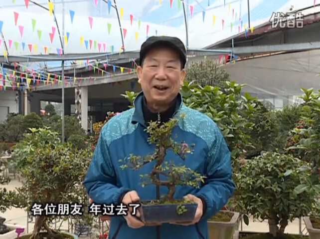 20160229珠江臺搖錢(qián)樹(shù)：盆景換盆養護，用綠夫人營(yíng)養液恢復生機