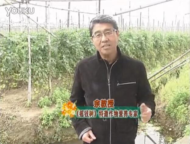 20160307珠江臺搖錢(qián)樹(shù)：天冷蔬菜有價(jià)卻無(wú)產(chǎn)？用微補方案苗壯保葉有產(chǎn)！