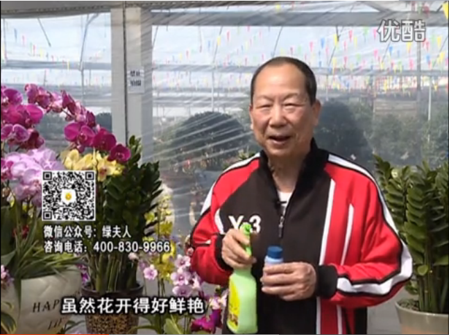 20160314珠江臺搖錢(qián)樹(shù)：家種鮮花、鮮切花，用綠夫人600度鮮花液?；ㄆG、花期長(cháng)
