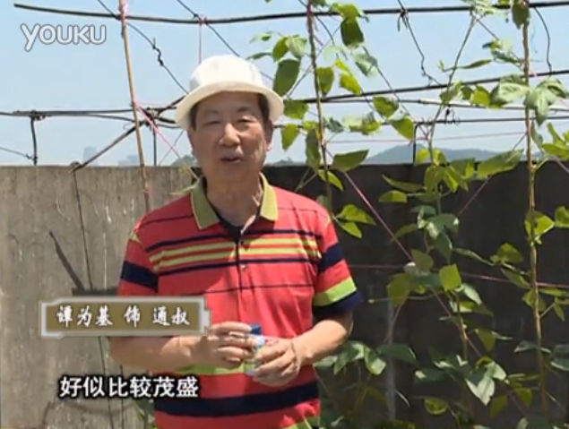 20160530珠江臺搖錢(qián)樹(shù)：天臺種豆角用綠夫人160度補鈣抗病液，長(cháng)勢壯，幫助開(kāi)花坐果