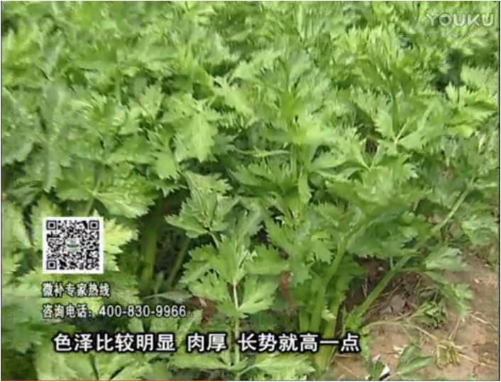 20170109珠江臺搖錢(qián)樹(shù)：葉菜如何種？長(cháng)勢好又高產(chǎn)！