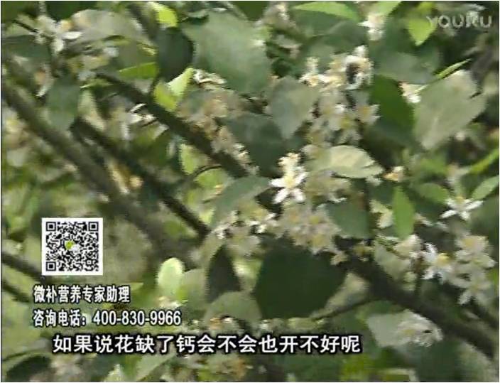 珠江臺搖錢(qián)樹(shù)：柑橘淋微補根力鈣+精力，促根壯春梢，花壯利坐果