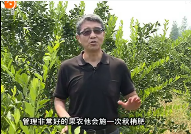 20170904珠江臺搖錢(qián)樹(shù)：柑橘用因迪樂(lè )，樹(shù)勢健壯、果品質(zhì)高