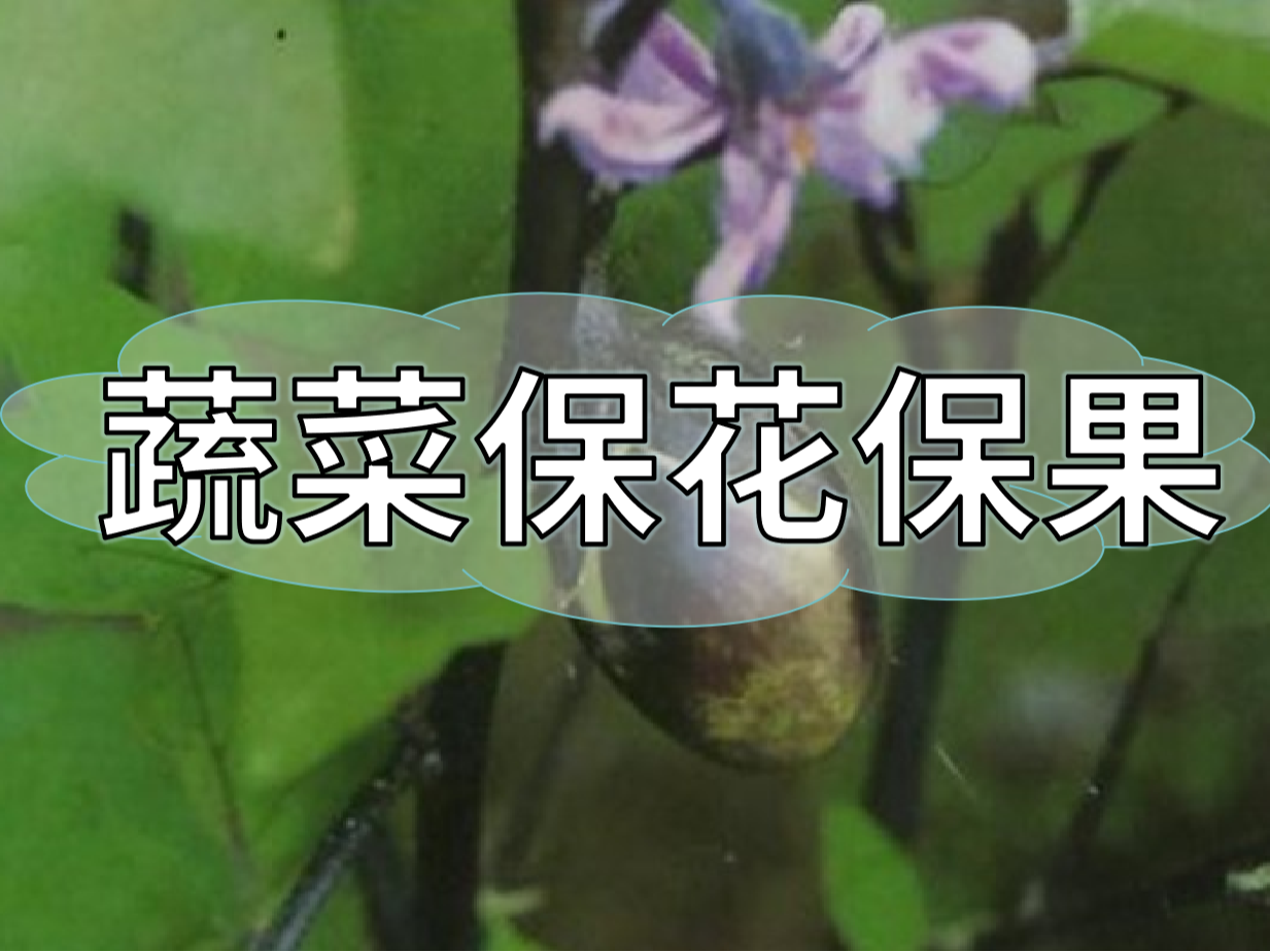 蔬菜高溫花少坐果少，一套方案促花保果