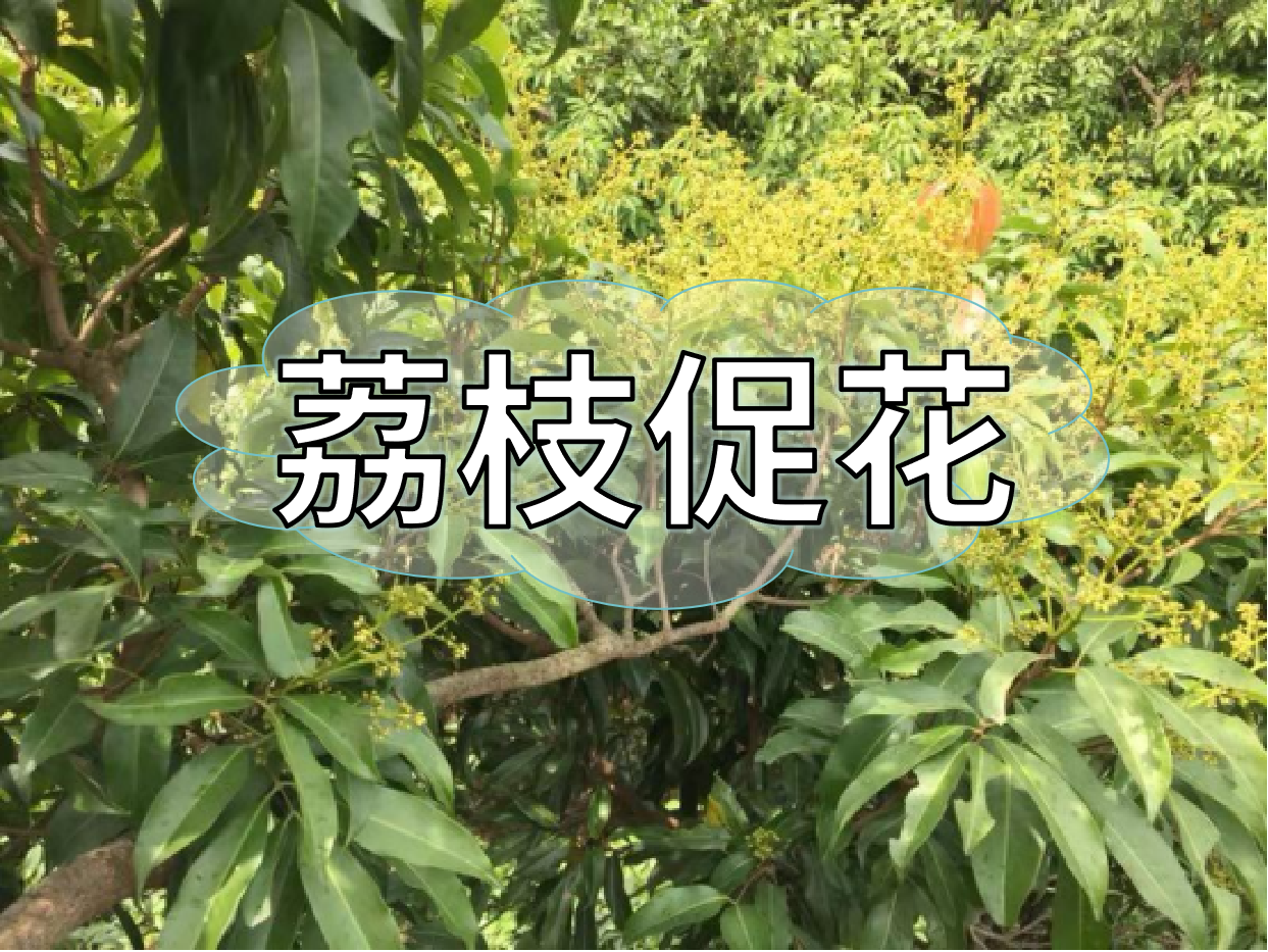 荔枝控梢期，做好促花工作，來(lái)年高產(chǎn)有基礎