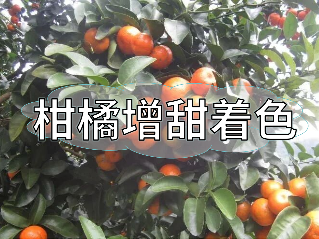 柑橘增甜和轉色，到底和什么有關(guān)