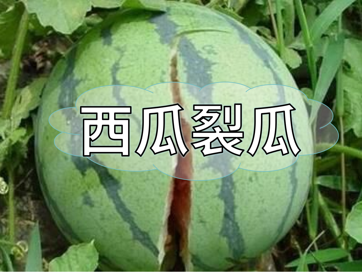 西瓜裂瓜致低產(chǎn)，這樣做，輕松解決問(wèn)題！