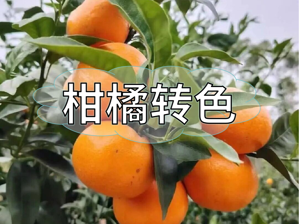 柑橘果靚價(jià)更高，這樣做著(zhù)色增甜一步到位