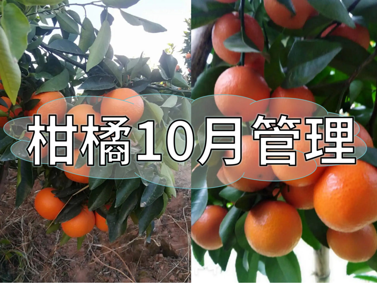 柑橘10月管理指南，助力品質(zhì)柑橘