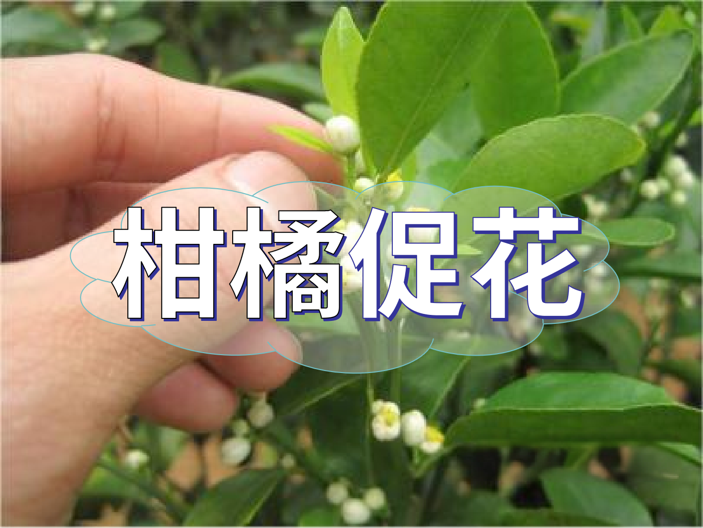 到了柑橘秋梢期，什么時(shí)候促花？