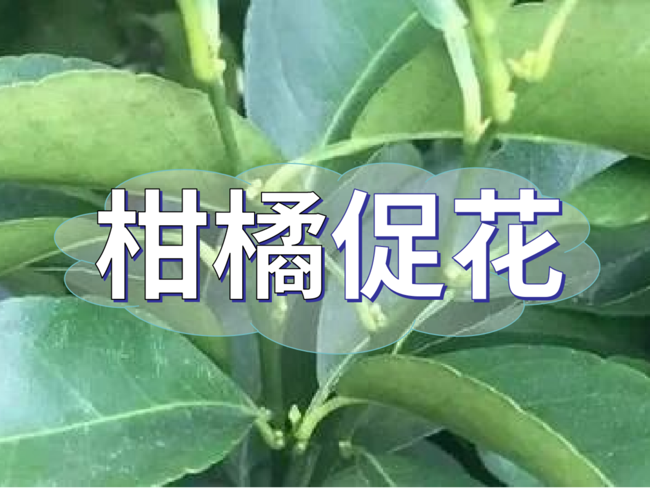 柑橘來(lái)年開(kāi)花多花健壯，這個(gè)促花方案必加上
