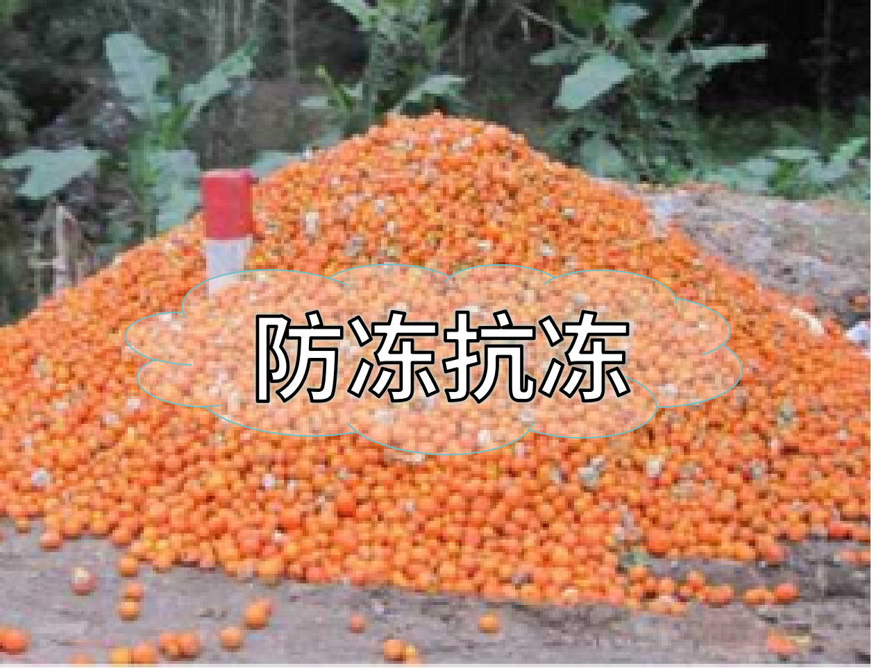 抗凍營(yíng)養提前積累，今年抗凍不愁